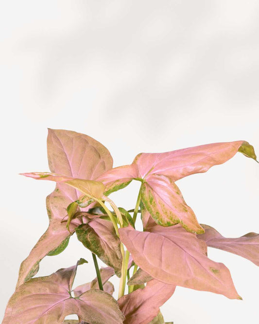 Syngonium Pink Splash | Buy Online