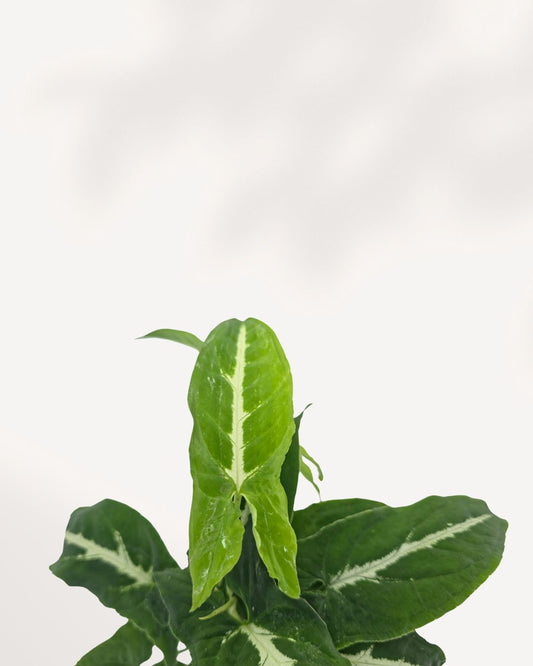 Syngonium Silver Goose