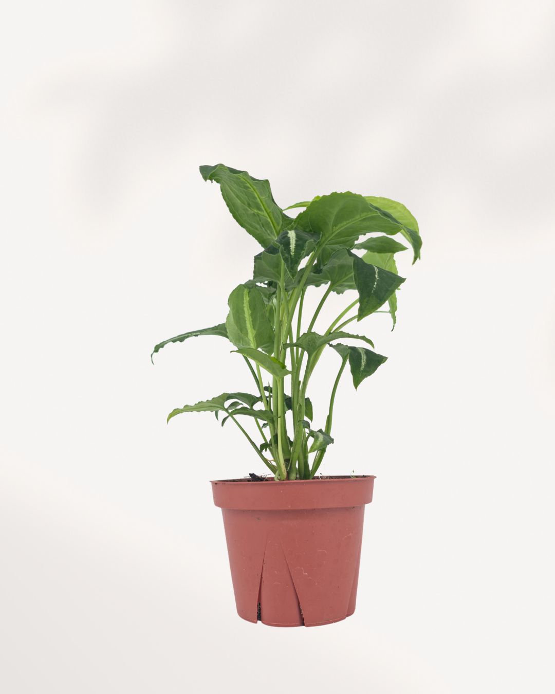 Syngonium Silver Goose