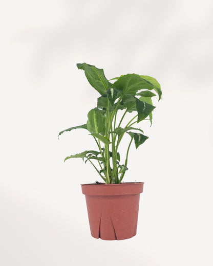 Syngonium Silver Goose