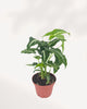 Syngonium Silver Goose