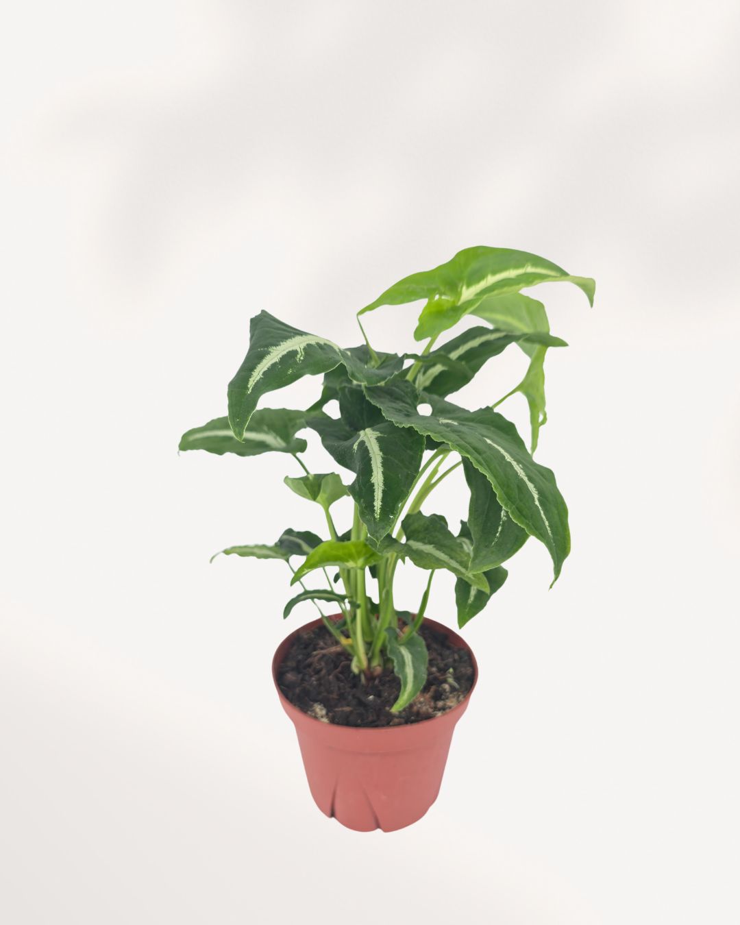 Front top view of Syngonium Silver Goose showcasing shimmering silver foliage, multi lobed arrowhead leaves, and unique metallic variegation. Rare collector plant ideal for bright indoor spaces and modern tropical interiors.