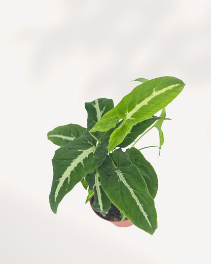 Syngonium Silver Goose
