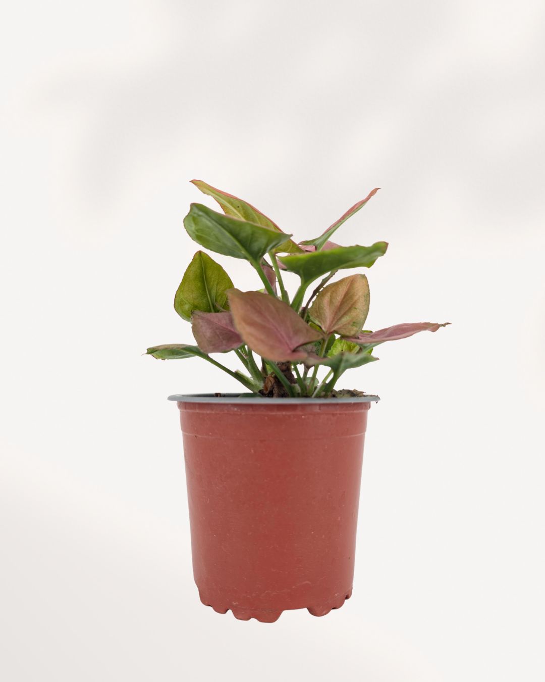 Syngonium Pink Perfection 4" Pot - Small
