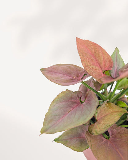Syngonium Pink Perfection Closeup 4" Pot - Small