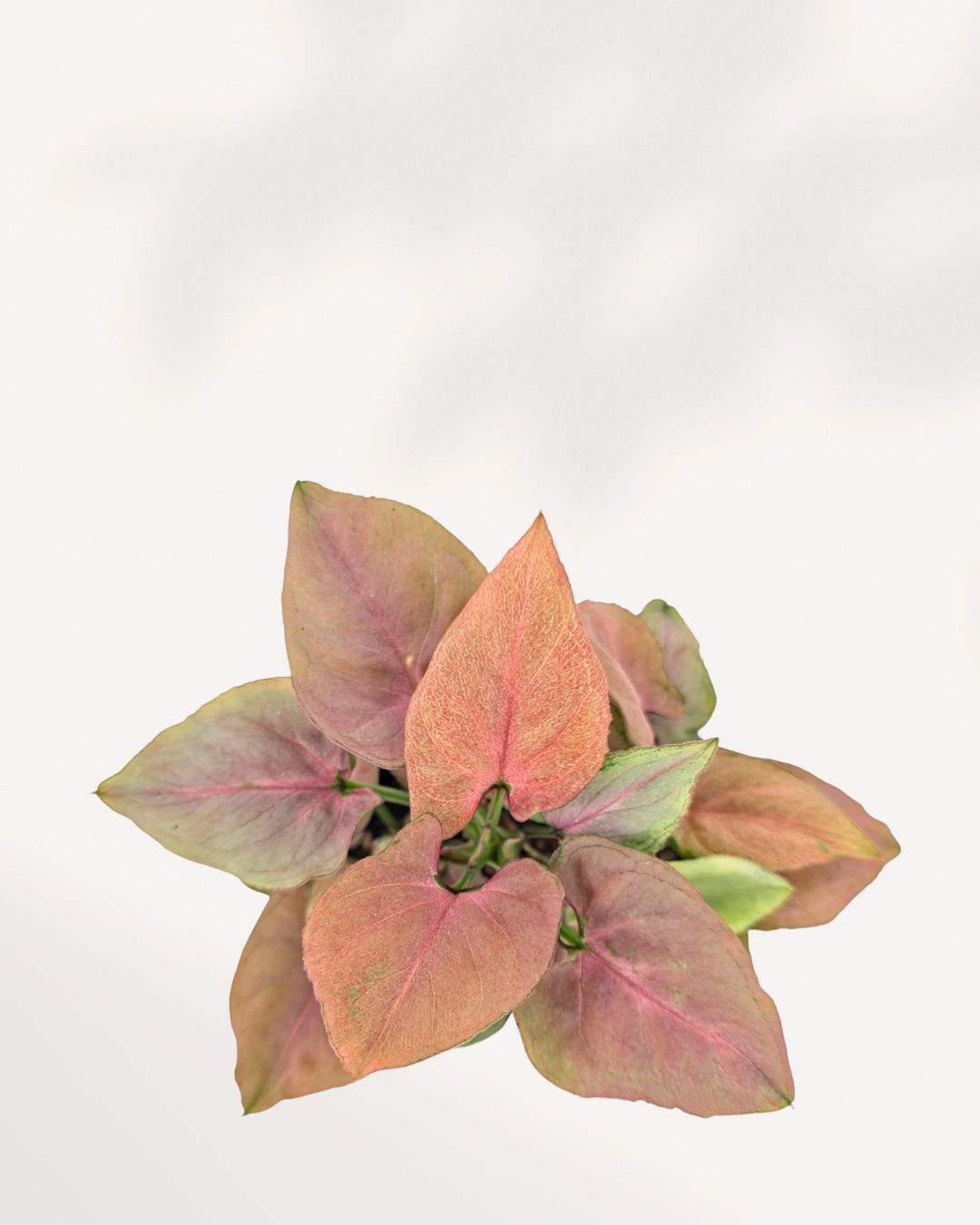 Syngonium Pink Perfection Top View 4" Pot - Small