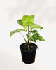 Syngonium Podophyllum Batik 4" Pot - Small