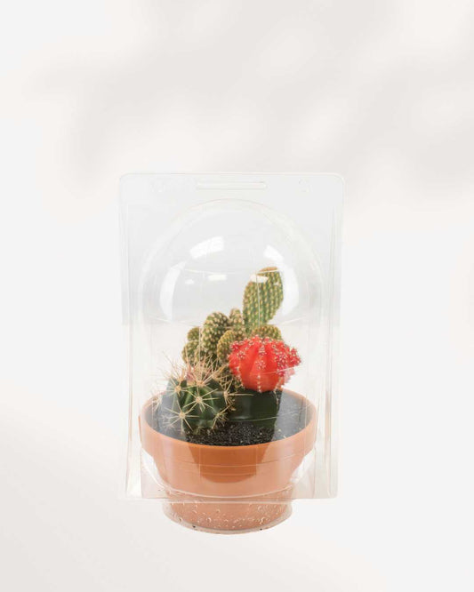 Terra Cotta Cactus Garden | Buy Online