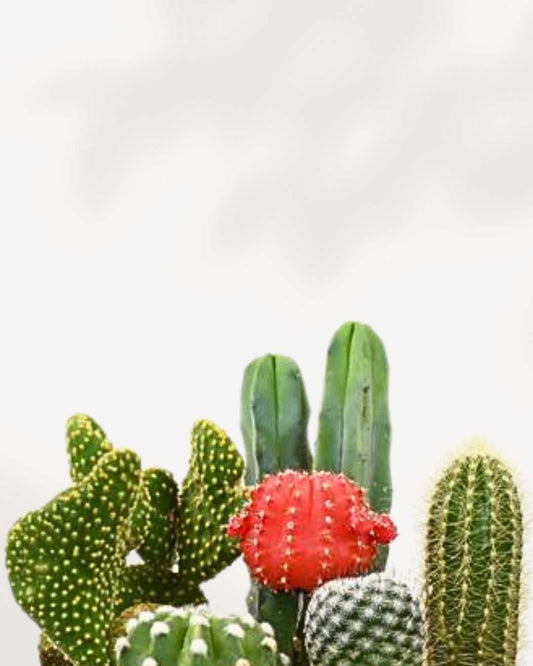 Terra Cotta Cactus Garden | Buy Online