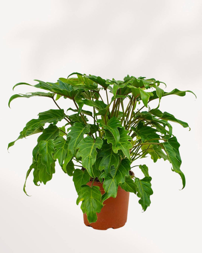 Thaumatophyllum xanadu 5" Pot - Small