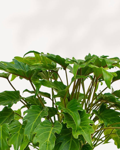 philodendron thaumatophyllum xanadu Thaumatophyllum Xanadu | Buy Online Tropical Plant | Mygreenscape