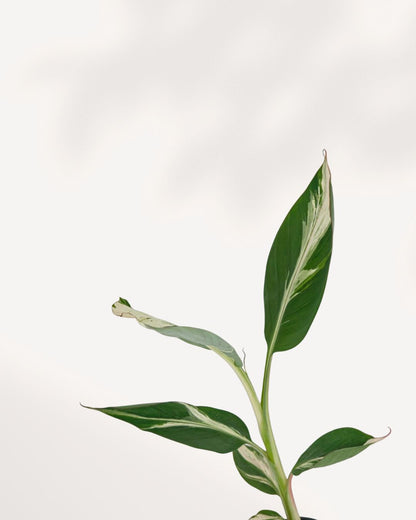 Close up of The Musa Florida Variegated highlighting lush tropical foliage and striking cream variegation, a rare indoor statement plant delivered across GTA Toronto and Canada.