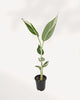 Front top view of The Musa Florida Variegated showcasing vibrant variegated leaves and healthy tropical growth, premium indoor plant available for Richmond Hill pickup or Canada wide delivery.