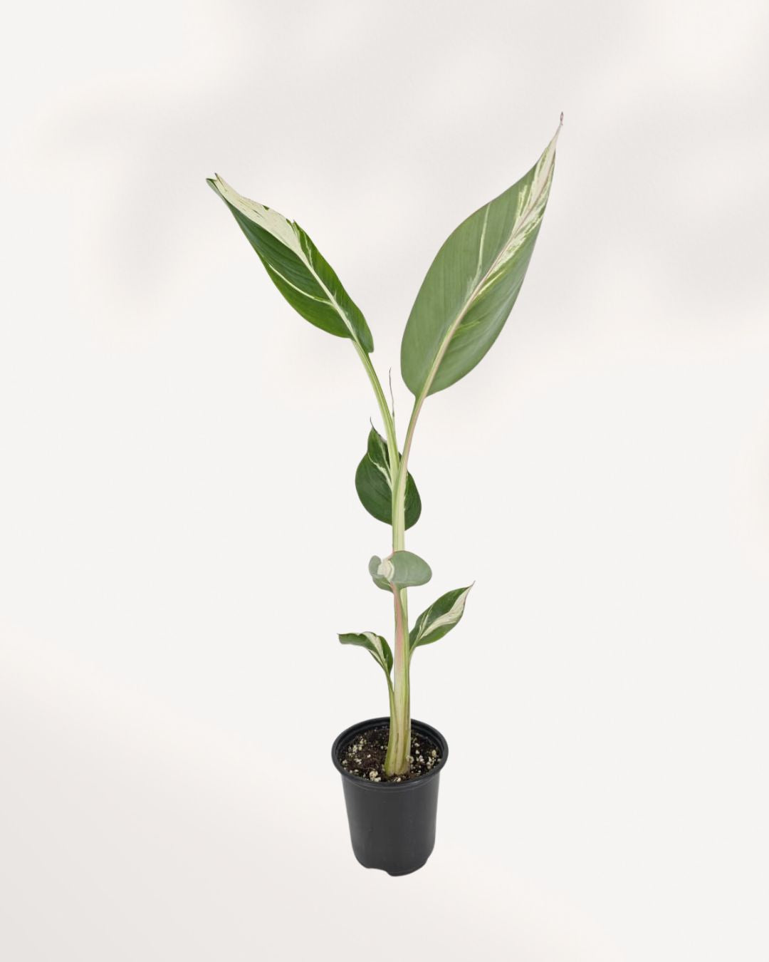 Front top view of The Musa Florida Variegated showcasing vibrant variegated leaves and healthy tropical growth, premium indoor plant available for Richmond Hill pickup or Canada wide delivery.