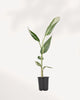 The Musa Florida Variegated indoor banana plant with stunning green and creamy white variegated foliage, perfect for tropical home decor, available online in Richmond Hill with delivery across GTA Toronto and Canada.