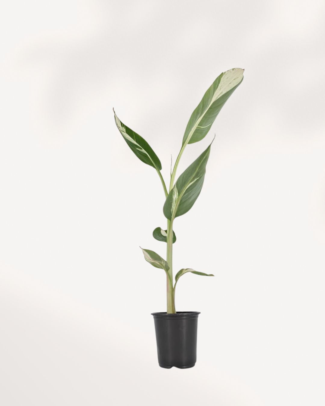 The Musa Florida Variegated indoor banana plant with stunning green and creamy white variegated foliage, perfect for tropical home decor, available online in Richmond Hill with delivery across GTA Toronto and Canada.