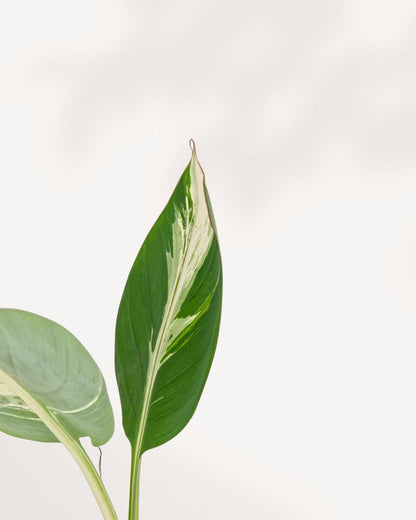Detailed close up of The Musa Florida Variegated leaf displaying unique green and white variegation, premium collector indoor plant available online and in store in Richmond Hill.