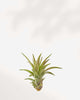 Tillandsia Capitata Peach - Air Plant Tillandsia Capitata Peach - Air Plant