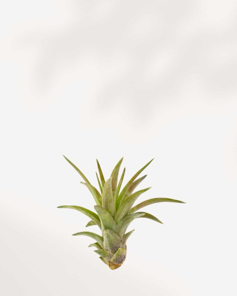Tillandsia Capitata Peach - Air Plant Tillandsia Capitata Peach - Air Plant