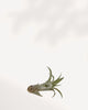 Tillandsia Capitata Pêche - Plante aérienne