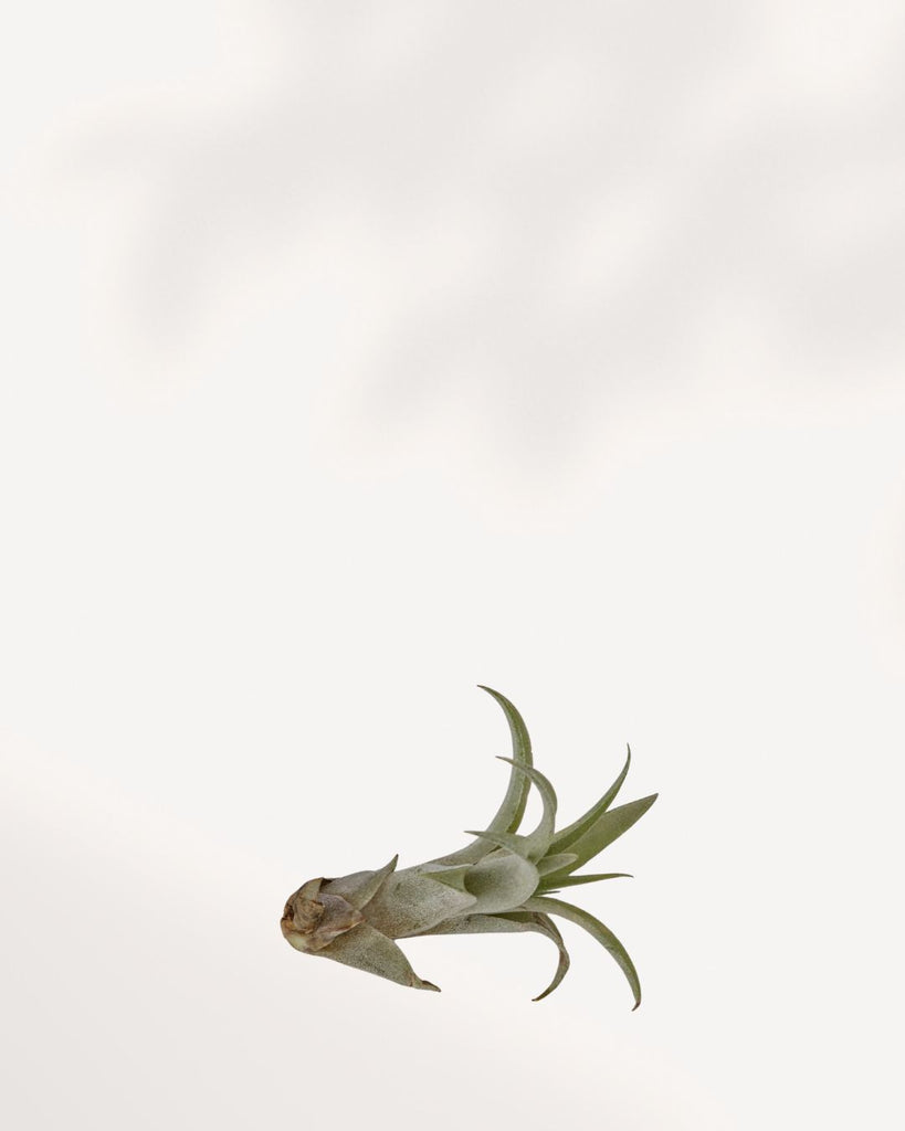 Tillandsia Capitata Pêche - Plante aérienne