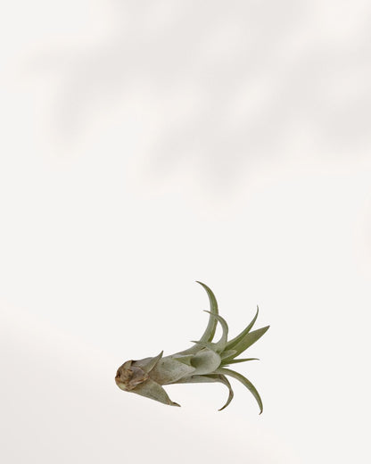Tillandsia Capitata Pêche - Plante aérienne