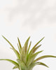 Tillandsia Capitata Peach - Air Plant