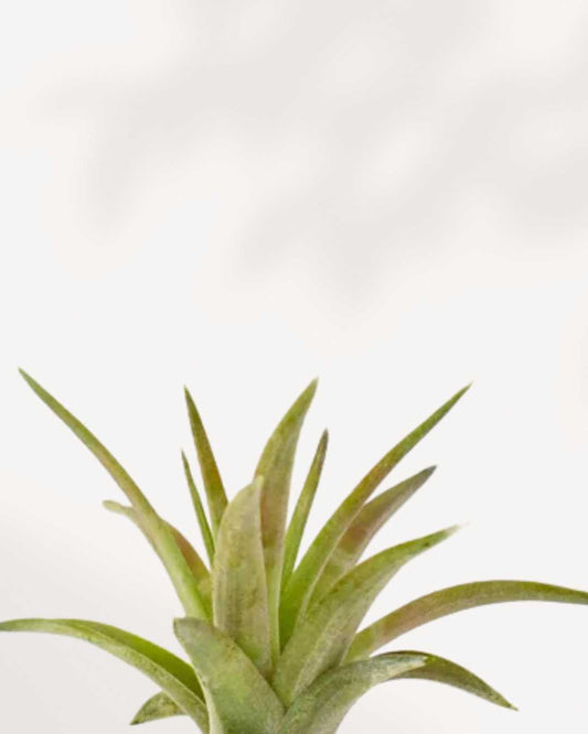 Tillandsia Capitata Peach - Air Plant | Buy Online