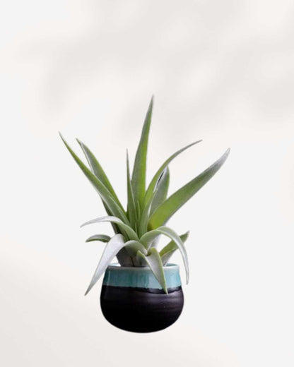 Tillandsia Capitata Peach - Air Plant | Buy Online