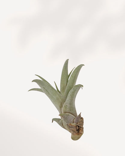 Tillandsia Capitata Pêche - Plante aérienne