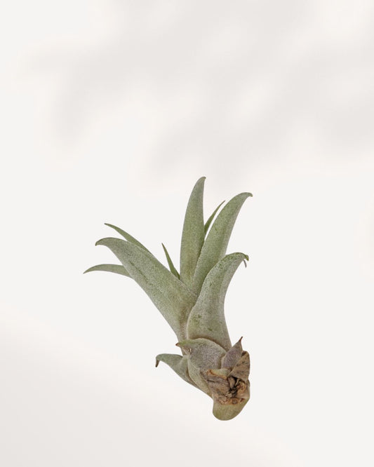 Tillandsia Capitata Peach - Air Plant