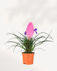 Tillandsia Cyanea 4" Pot - Small