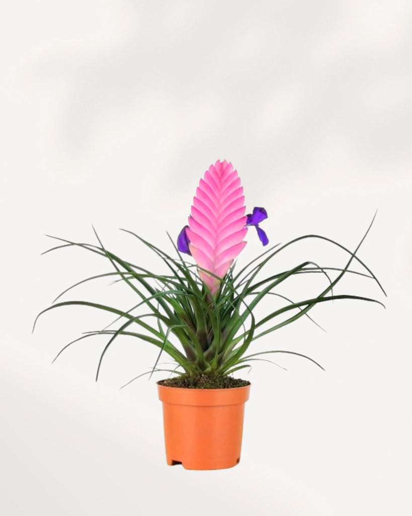 Trendyairplants Tillandsia Ionantha Rubra - Plantes Aériennes Réelles 15 Cm - Lot De Plantes Sans Terre