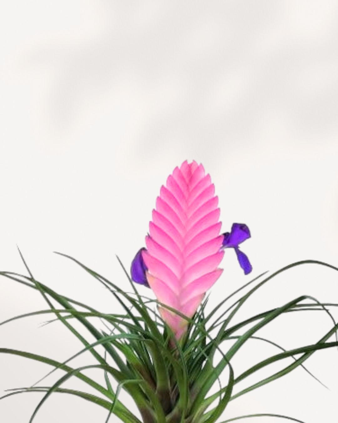 Tillandsia Cyanea - Air Plant | Buy Online