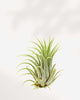 Tillandsia Lonantha - Air Plant Tillandsia Lonantha - Air Plant