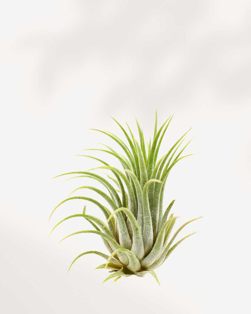 buy air plants canada Tillandsia Ionantha Air Plant | Buy Online - Vibrant & Easy Care | Mygreenscape