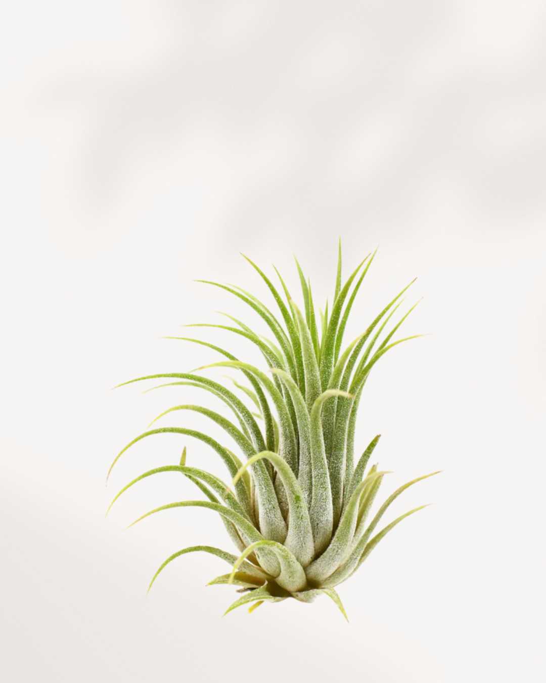 Tillandsia Ionantha - Air Plant | Buy Online