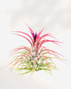 Tillandsia Lonantha - Air Plant