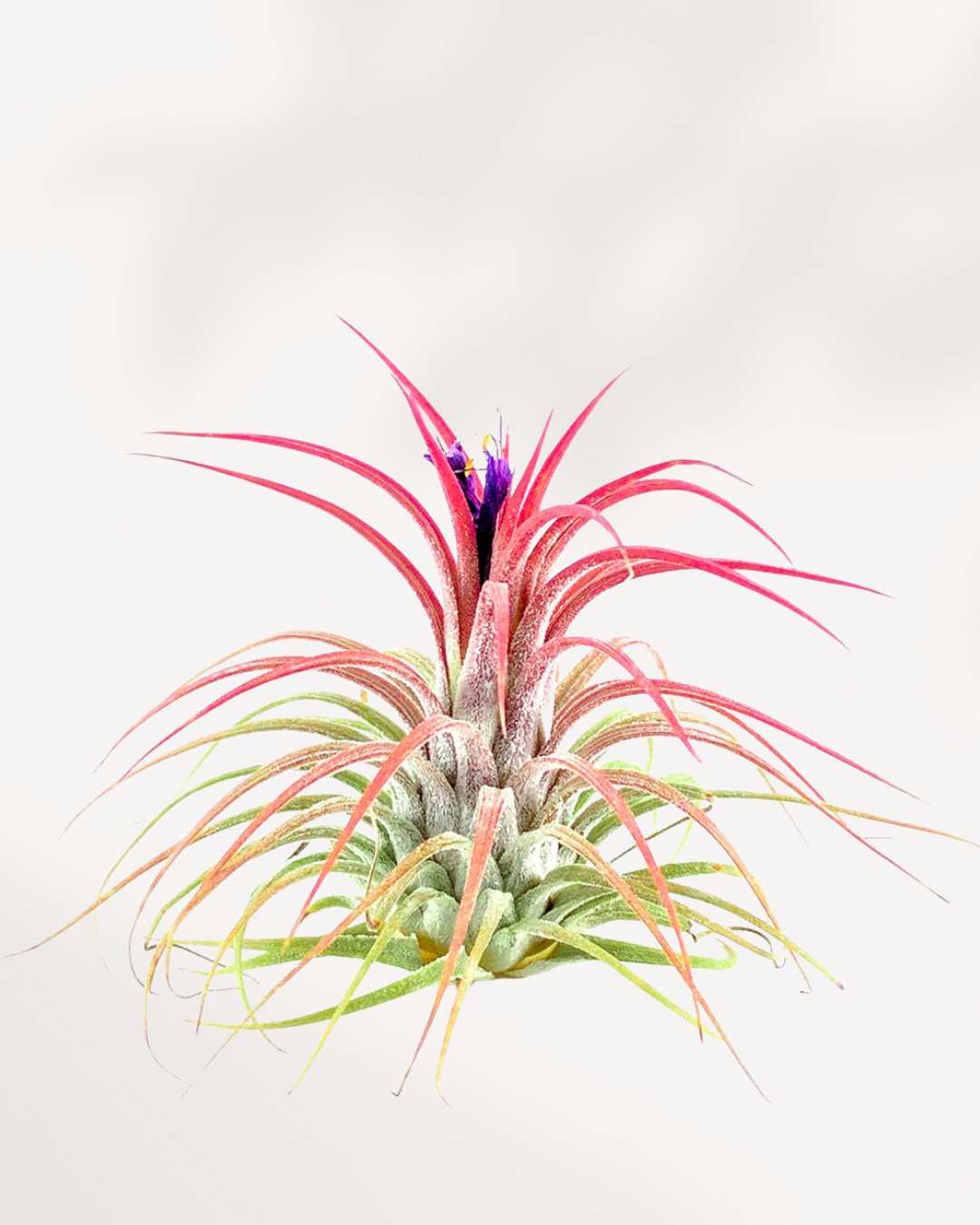 air plants wholesale canada Tillandsia Ionantha Air Plant | Buy Online - Vibrant & Easy Care | Mygreenscape