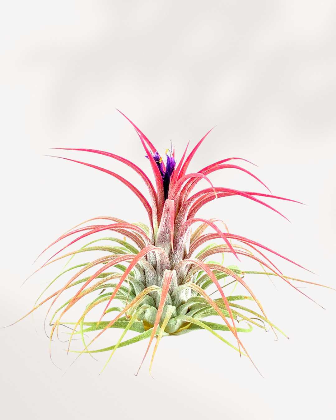 Tillandsia Ionantha - Air Plant | Buy Online