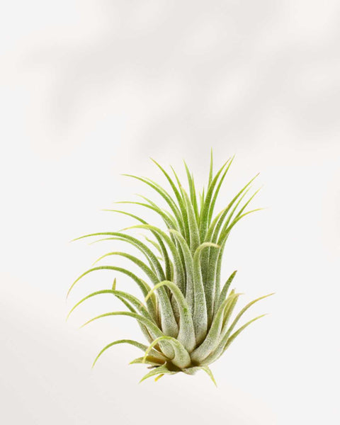 TillandsiaIonantha-