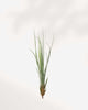 Tillandsia Juncea - Air Plant Tillandsia Juncea - Air Plant
