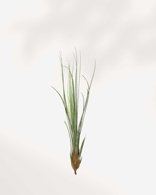 Tillandsia Juncea - Air Plant | Buy Online