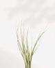 Tillandsia Juncea - Air Plant