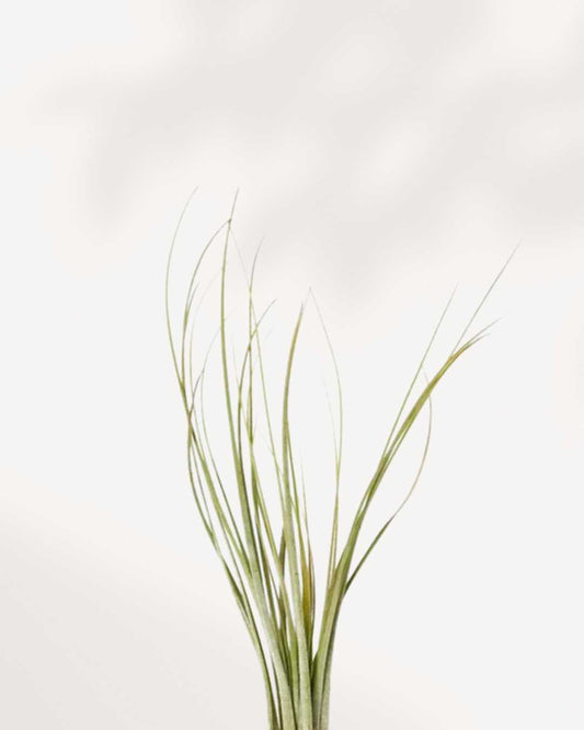 Tillandsia Juncea - Air Plant | Buy Online