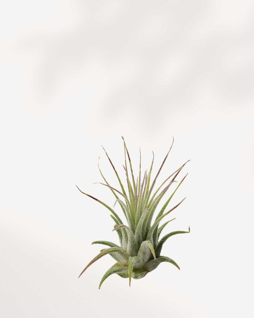 Tillandsia Pruinosa - Air Plant Tillandsia Pruinosa - Air Plant