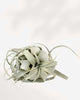 Tillandsia Xerographica Air Plant
