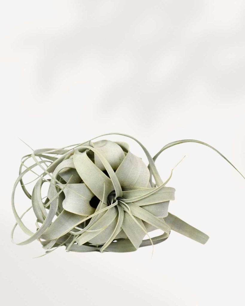 Tillandsia Xerographica Air Plant