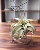 Tillandsia Xerographica Air Plant