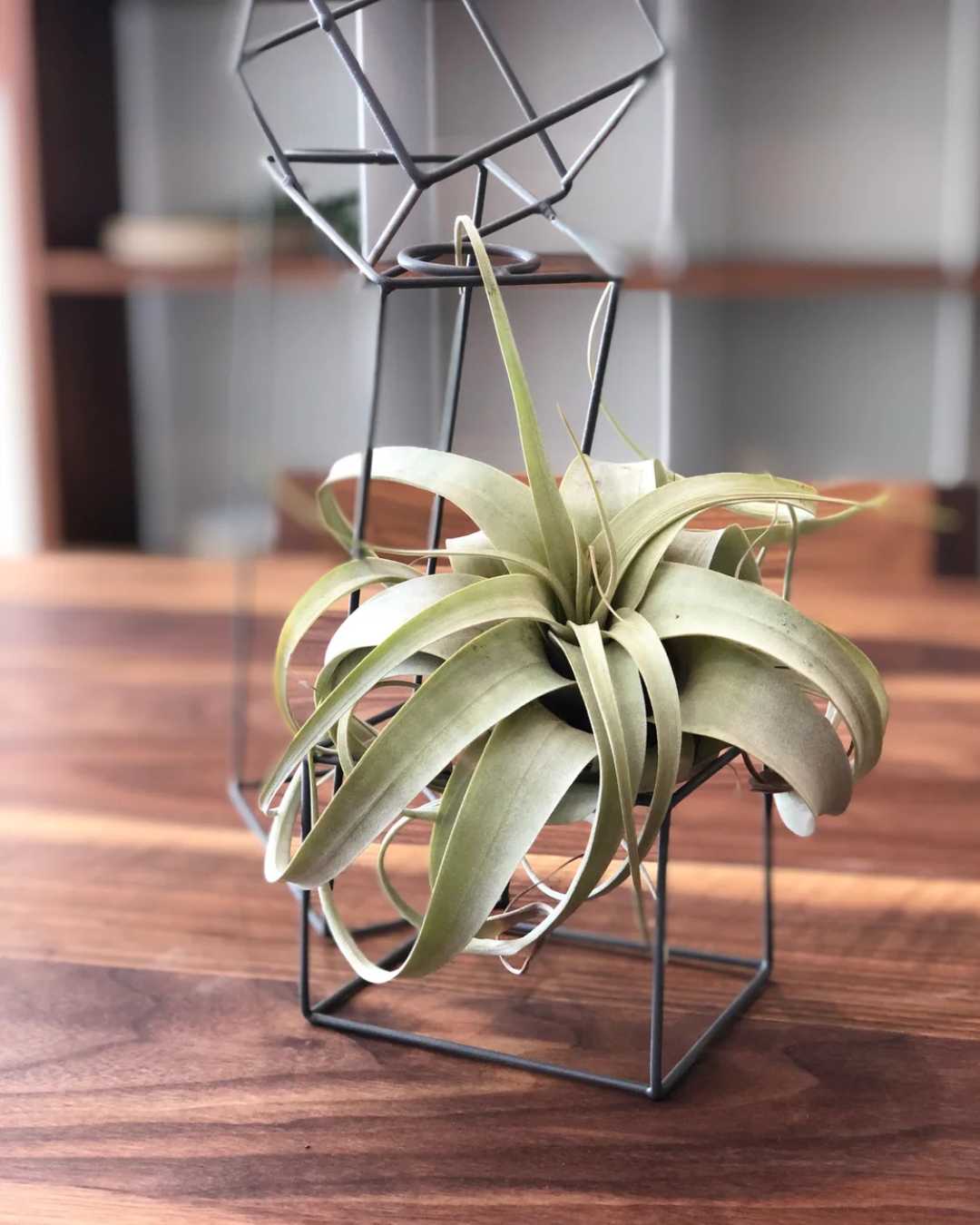 Tillandsia Xerographica Air Plant | Buy Online